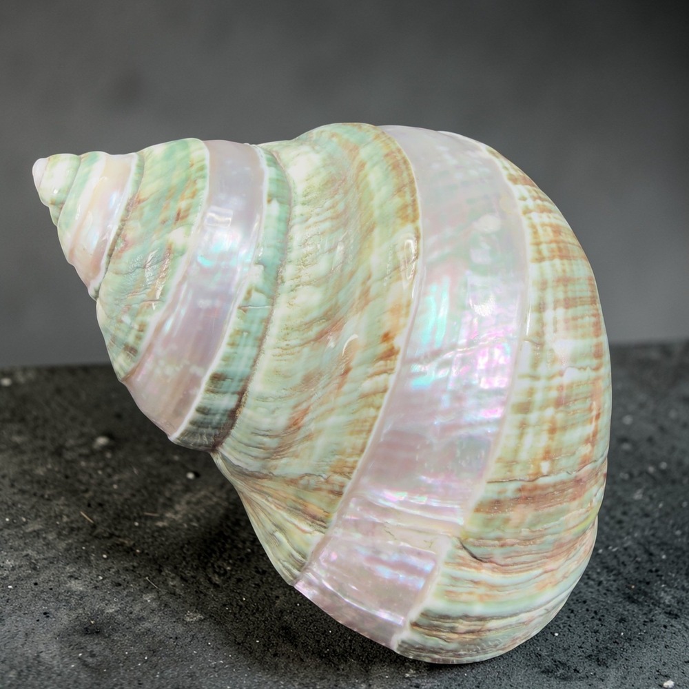 Large Polished Green Turbo Marmoratus Shell Iridescent Mother of Pearl Nautical